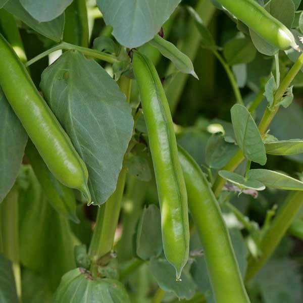     			LiveNature Bakla Beans Seeds | Fava Beans Vegetable Plant Seeds | Best for Home Garden & Terrace – Pack of 100 Seeds