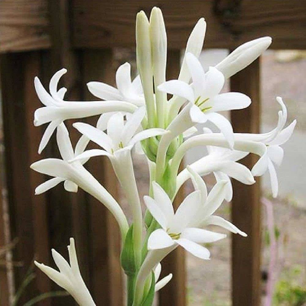     			LiveNature Single Rajnigandha Flower Bulbs | Summer Flower Bulbs | Indoor/Outdoor Flower Bulbs | Home Garden & Terrace – Pack of 30 Bulbs
