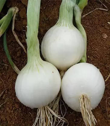 LiveNature White Pyaaj Seeds | White Onion Vegetable Plant Seeds | Best For Home Garden & Terrace – Pack of 100 Seeds LiveNature White Pyaaj Seeds | White Onion Vegetable Plant Seeds | Best For Home Garden & Terrace – Pack of 100 Seeds