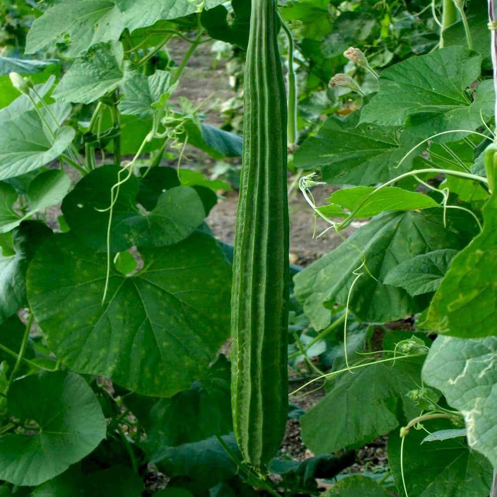 Green Ridge Gourd (Turai, Turiya Ke Beej) Vegetable Seeds Pack Of 30 | Organic | for Planting in Home Kitchen Terrace Balcony Gardening