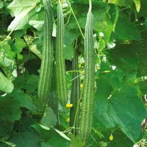 Jignisha Seeds Turai Vegetable ( 30 Seeds ) Jignisha Seeds Turai Vegetable ( 30 Seeds )