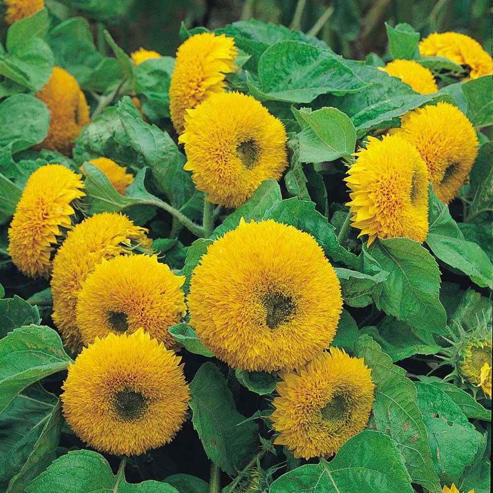 LiveNature Sunflower Teddybear Seeds | Summer Surajmukhi Flower Seeds | Indoor/Outdoor Flower Seeds | Home Garden & Terrace – Pack of 100 Seeds LiveNature Sunflower Teddybear Seeds | Summer Surajmukhi Flower Seeds | Indoor/Outdoor Flower Seeds | Home Garden & Terrace – Pack of 100 Seeds