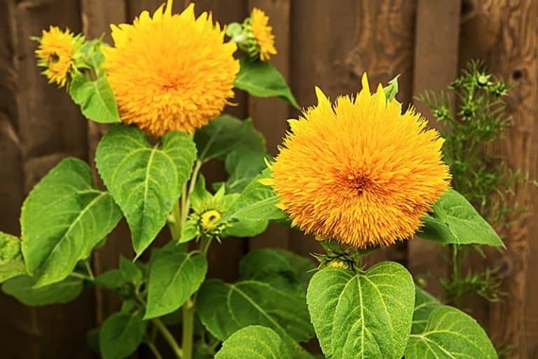 LiveNature Teddy Bear Sunflower/Surajmukhi Seeds | Summer Indoor/Outdoor Flower Seeds | Best for Home Garden & Terrace – Pack of 50 Seeds