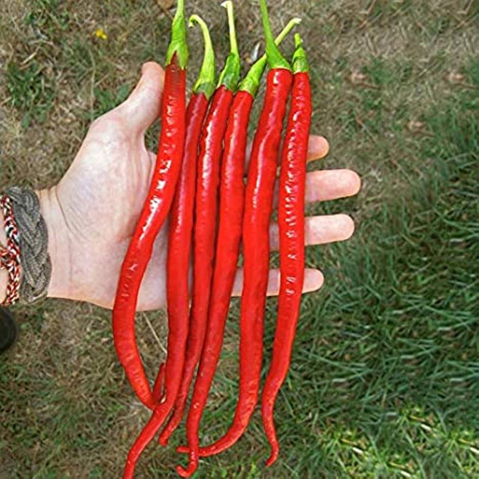 Jignisha Seeds Long Chilli Vegetable ( 50 Seeds )     			Jignisha Seeds Long Chilli Vegetable ( 50 Seeds )