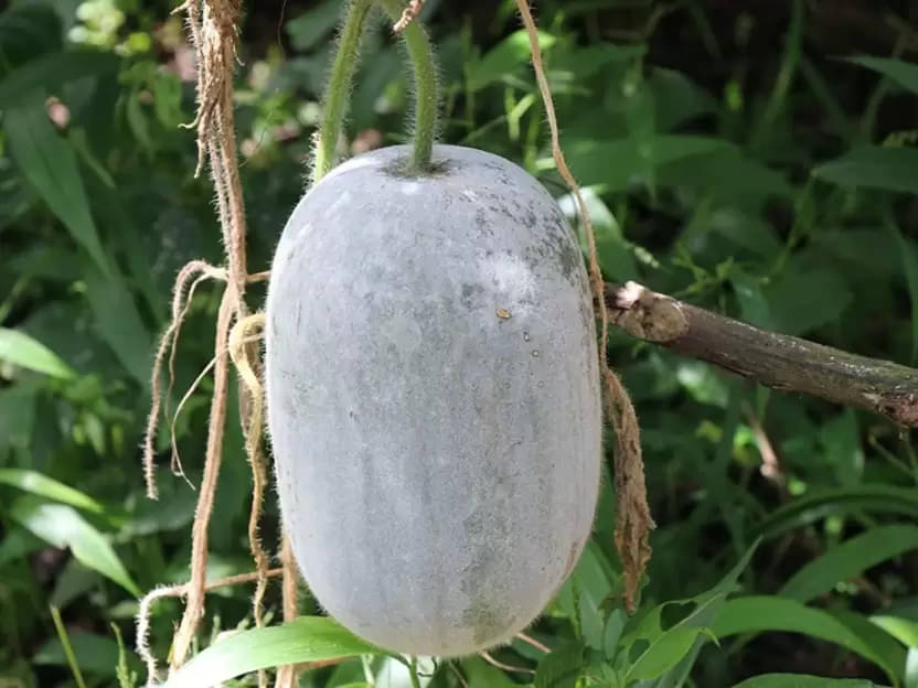     			LiveNature Ash Gourd/Mithai Petha/Winter Melon Seeds | Vegetable Plant Seeds For Home Garden & Terrace – Pack of 200 Seeds