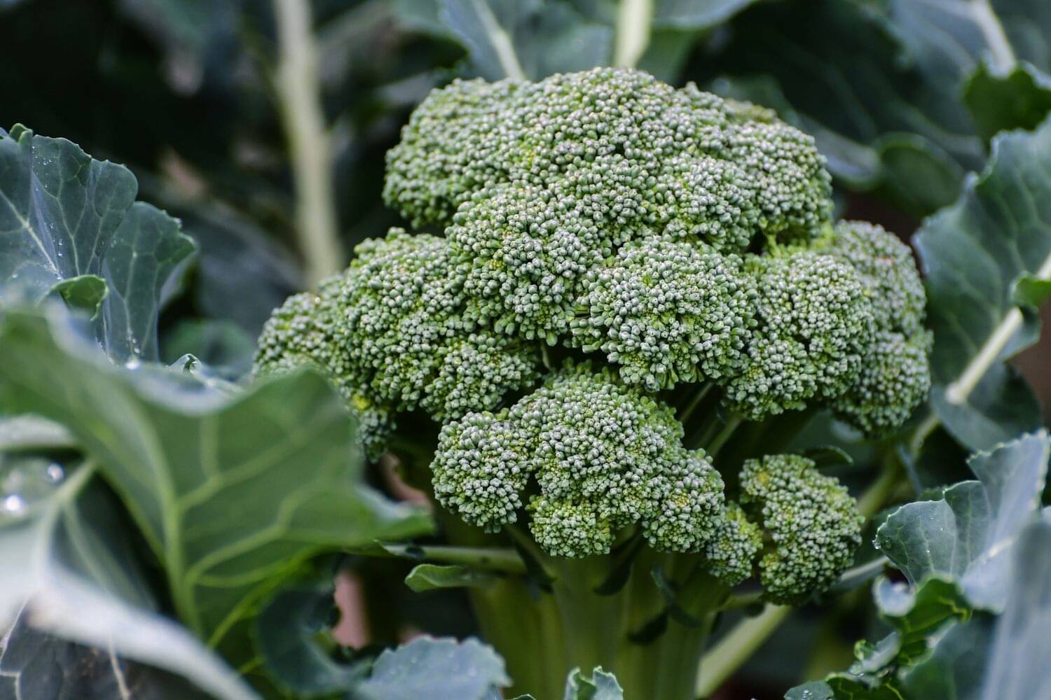 LiveNature Broccoli Seeds | Winter Hari Gobhi Seeds | Vegetable Planting Seeds For Home Garden & Terrace – Pack of 50 Seeds LiveNature Broccoli Seeds | Winter Hari Gobhi Seeds | Vegetable Planting Seeds For Home Garden & Terrace – Pack of 50 Seeds