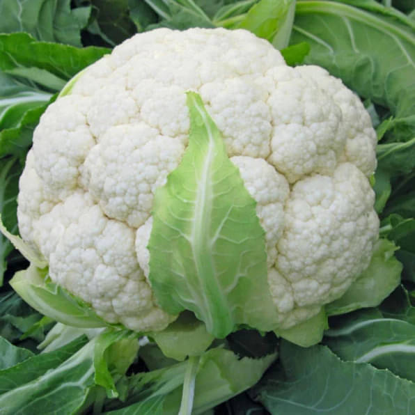 LiveNature Cauliflower Seeds | Winter Phool Gobhi Seeds Vegetable Planting For Home Garden & Terrace – Pack of 500 Seeds LiveNature Cauliflower Seeds | Winter Phool Gobhi Seeds Vegetable Planting For Home Garden & Terrace – Pack of 500 Seeds