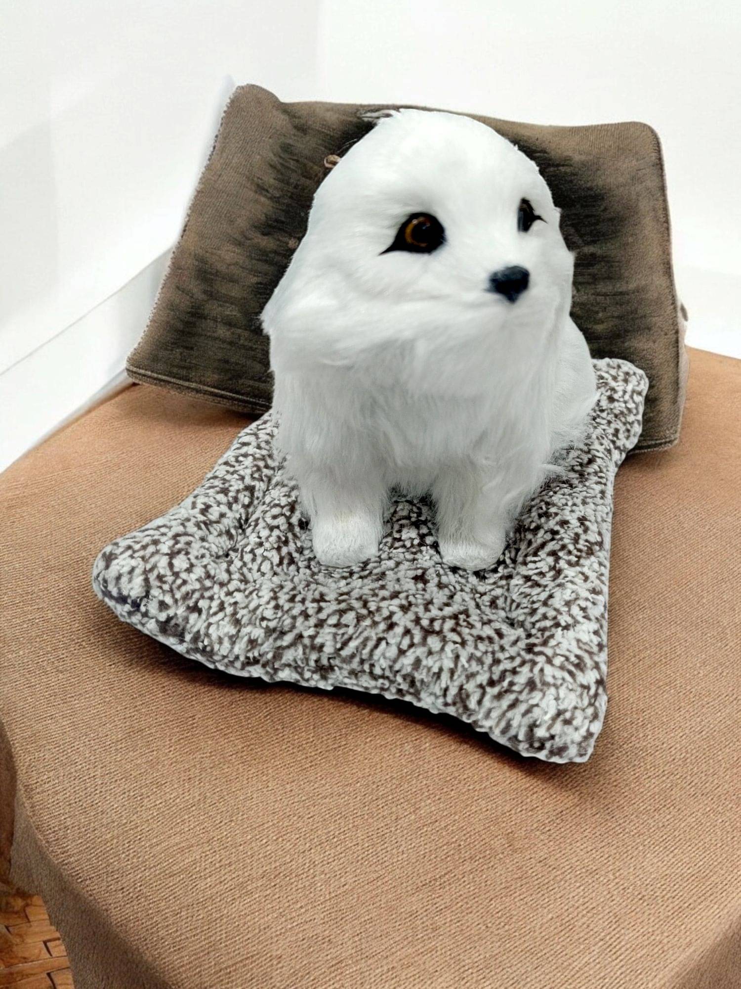     			Dog Animal