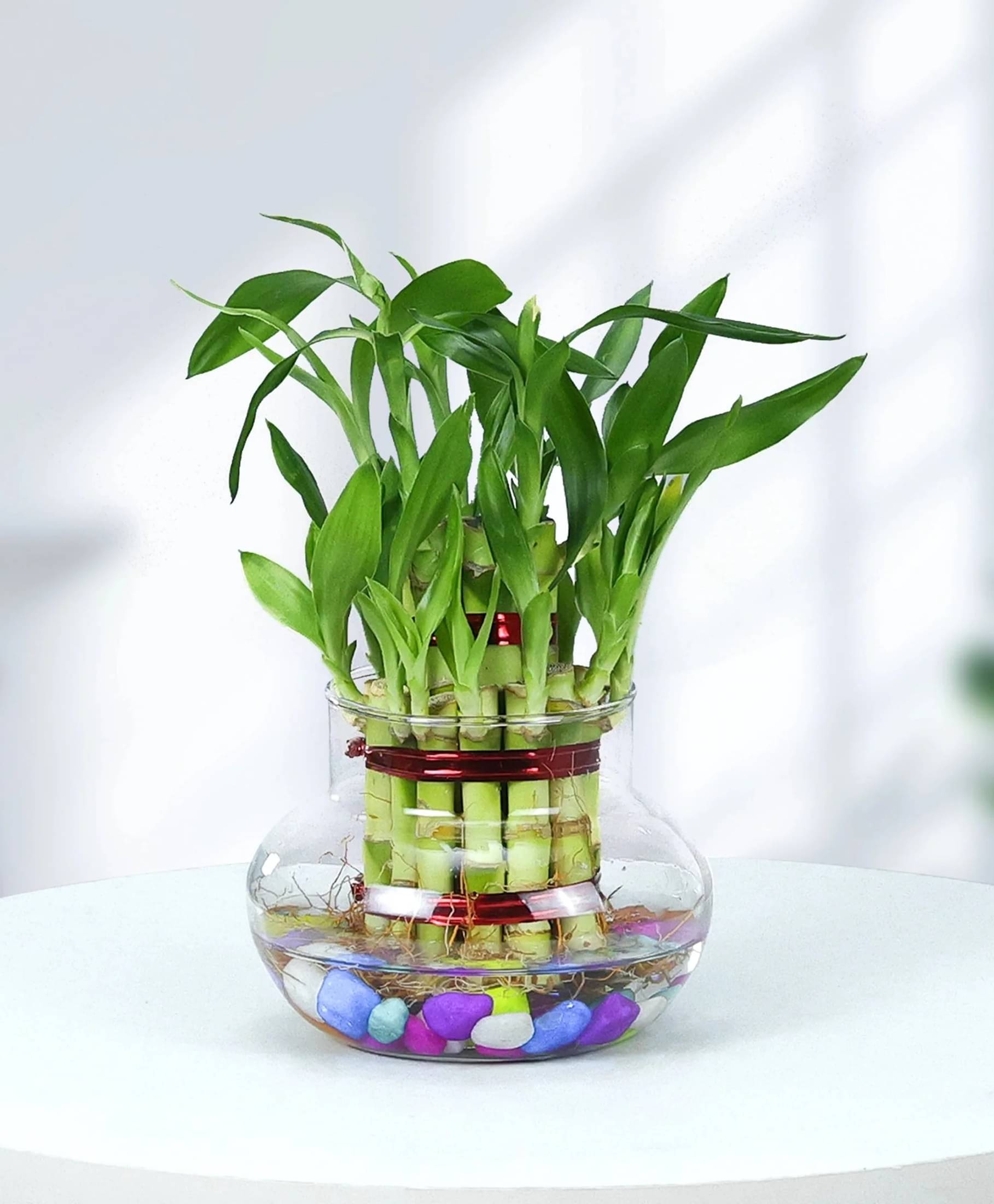 Two Layer Lucky Bamboo Plant with Glass Pot – Indoor Green Gift for Prosperity & Luck Two Layer Lucky Bamboo Plant with Glass Pot – Indoor Green Gift for Prosperity & Luck