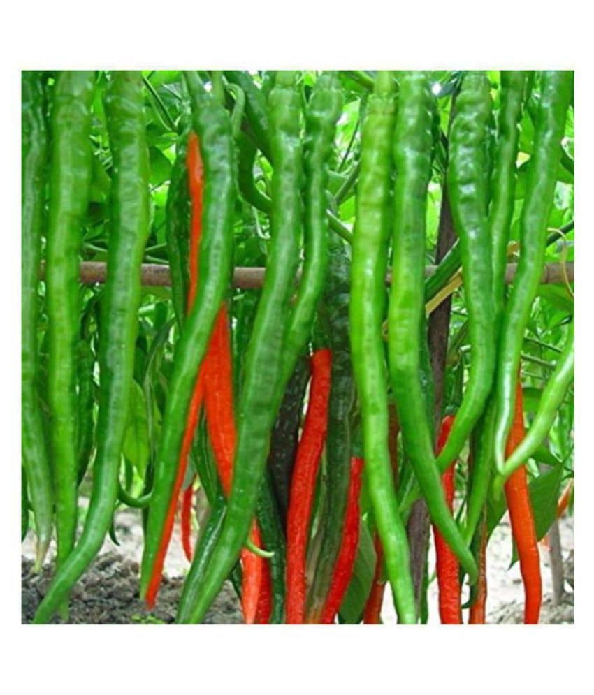 Jignisha Seeds Organic Long Chilli Vegetable ( 50 Seeds )