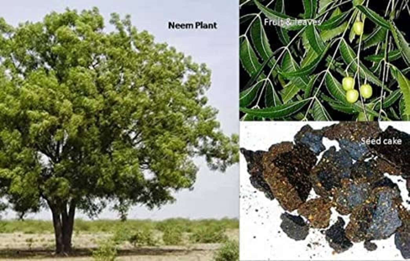 Neem Khali Cake/powder | plant growth | organic pest control. Neem Khali Cake/powder | plant growth | organic pest control.