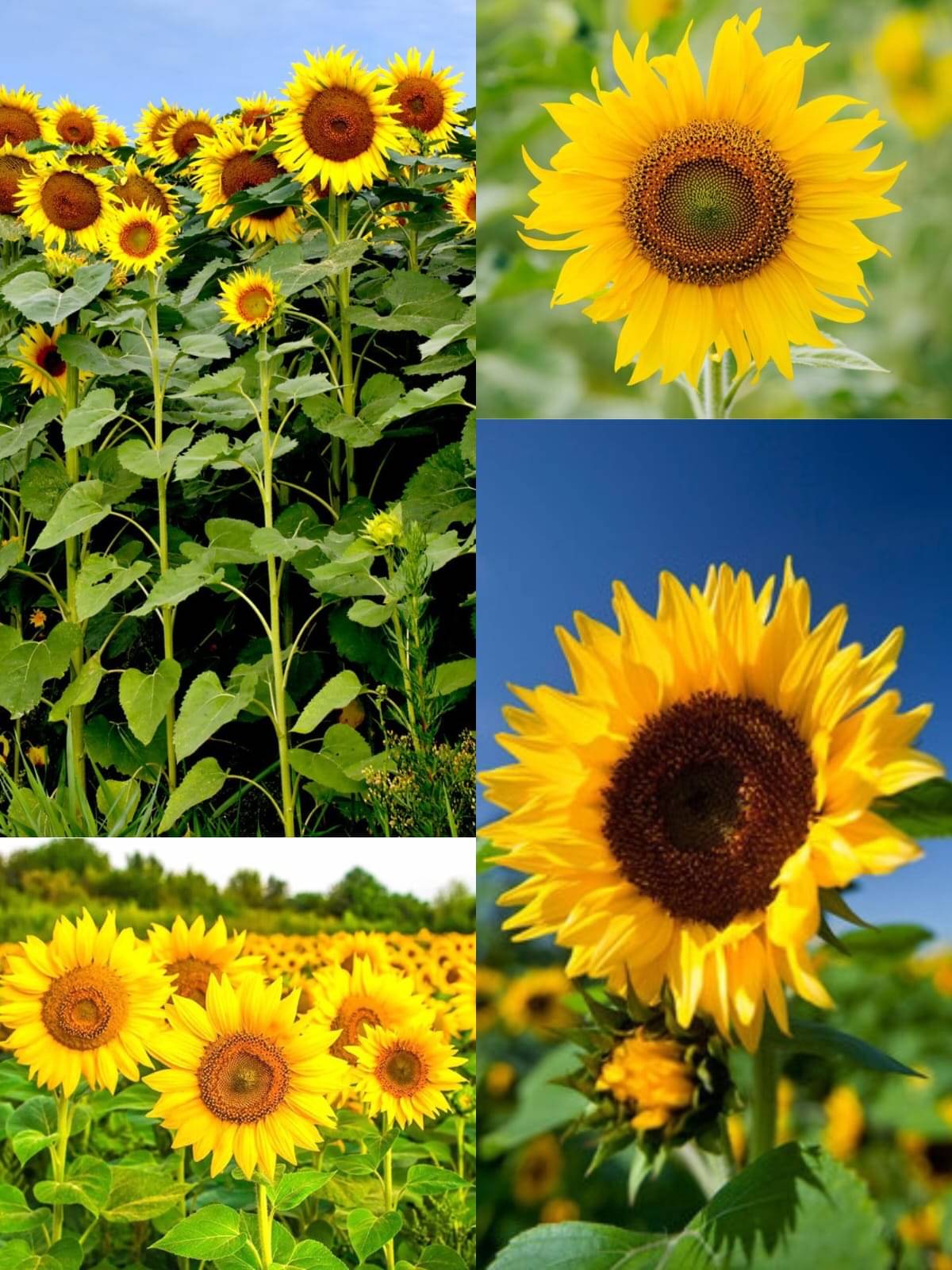 Sunflower Seeds for Planting and Gardening (30 Seeds) | Big Yellow Blooms, Non-GMO Best for Home and Terrace Gardening Sunflower Seeds for Planting and Gardening (30 Seeds) | Big Yellow Blooms, Non-GMO Best for Home and Terrace Gardening