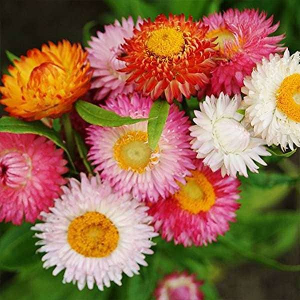 LiveNature Paper Flower (Helichrysum Bracteatum) Mix Color Seeds | Indoor/Outdoor Flower Seeds | Best For Home Garden & Terrace – 100 Seeds