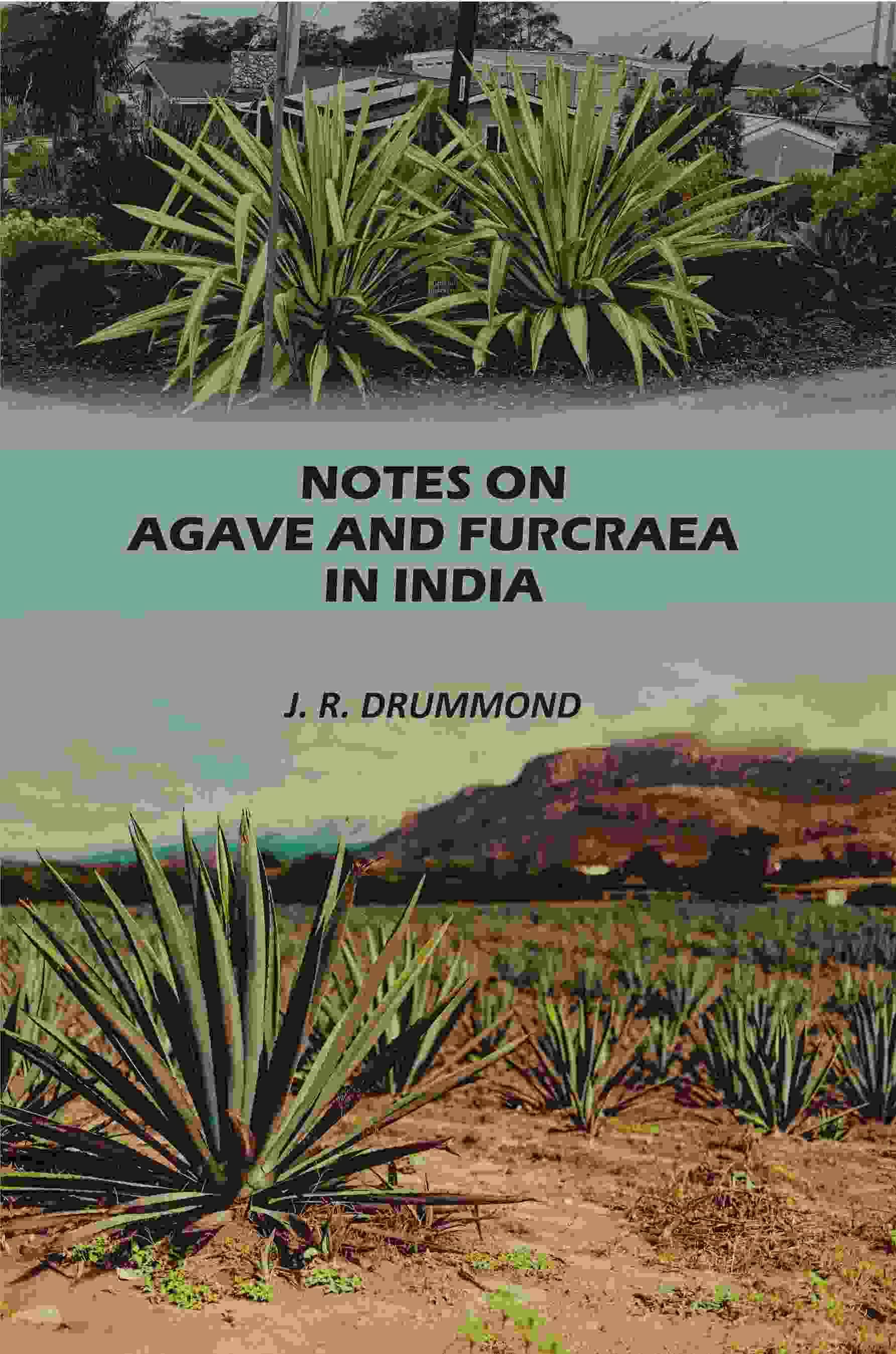     			Notes on Agave and Furcraea in India