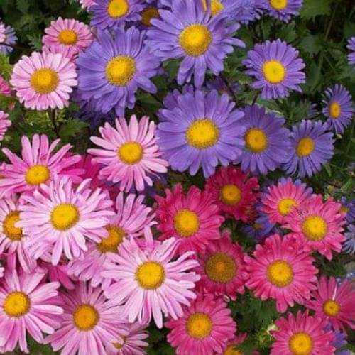     			LiveNature Aster Princess Mixed Color Flower Seeds | Indoor/Outdoor Mixed Flower Seeds | Best For Home Garden & Terrace – 100 Seeds