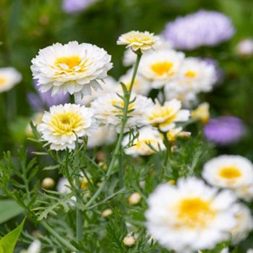 LiveNature Chrysanthemum Double Mixed Color Flower Seeds | Indoor Mixed Flower Seeds | Best For Home Garden & Terrace – 50 Seeds LiveNature Chrysanthemum Double Mixed Color Flower Seeds | Indoor Mixed Flower Seeds | Best For Home Garden & Terrace – 50 Seeds