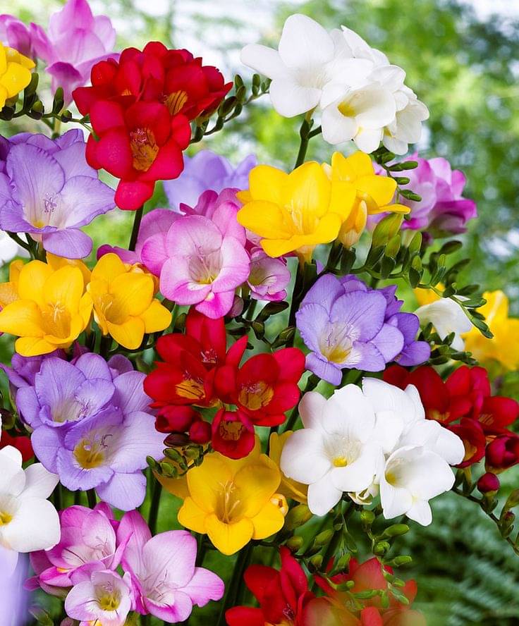    			LiveNature Freesia Mixed Flower Bulbs | Indoor/Outdoor Mixed Flower Bulbs | Best For Home Garden & Terrace – 2 Bulbs