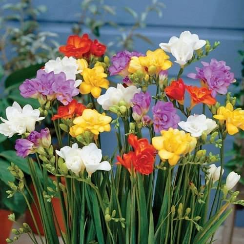 LiveNature Freesia Mixed Flower Bulbs | Indoor/Outdoor Winter Mixed Flower Bulbs | Best For Home Garden & Terrace – 6 Bulbs LiveNature Freesia Mixed Flower Bulbs | Indoor/Outdoor Winter Mixed Flower Bulbs | Best For Home Garden & Terrace – 6 Bulbs