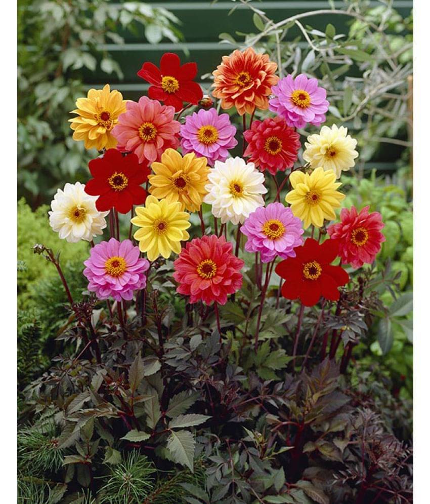 LiveNature Dahlia Mixed Flower Seeds | Indoor/Outdoor Mixed Flower Seeds | Best For Home Garden & Terrace – 100 Seeds LiveNature Dahlia Mixed Flower Seeds | Indoor/Outdoor Mixed Flower Seeds | Best For Home Garden & Terrace – 100 Seeds