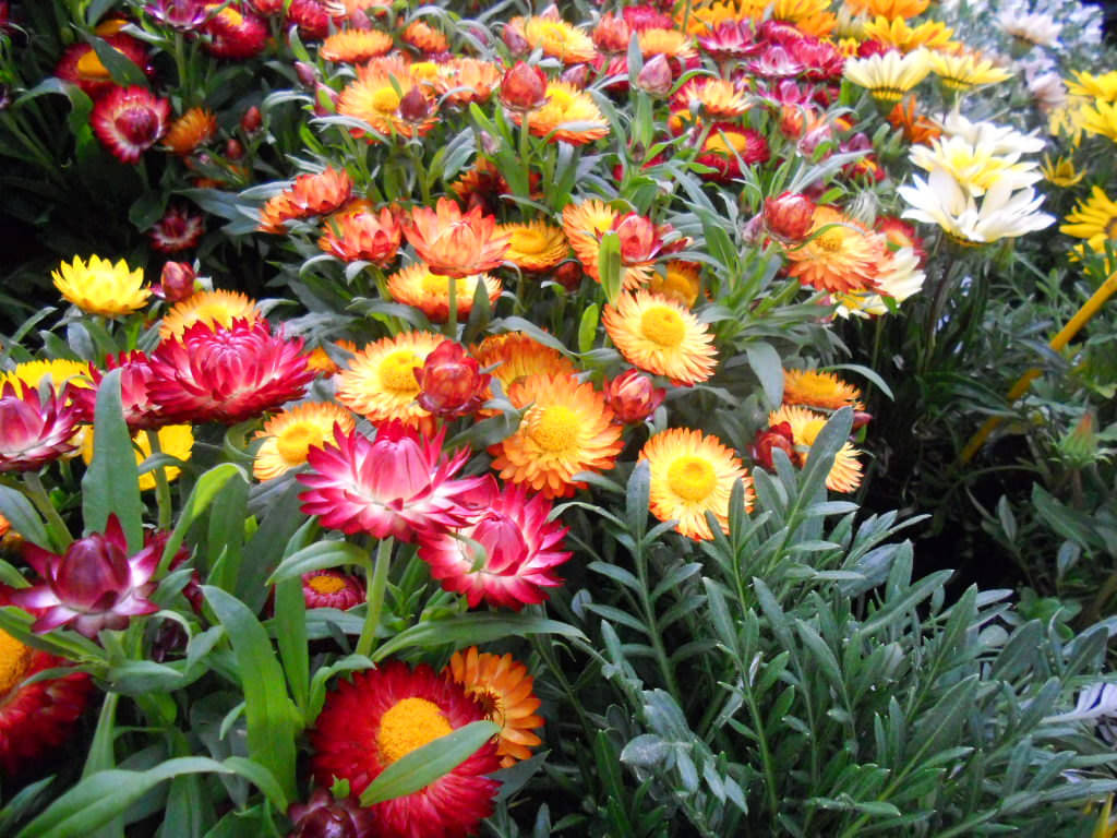 LiveNature Helichrysum Bracteatum Mixed Flower Seeds | Summer Indoor/Outdoor Mixed Flower Seeds For Home Garden & Terrace – 100 Seeds LiveNature Helichrysum Bracteatum Mixed Flower Seeds | Summer Indoor/Outdoor Mixed Flower Seeds For Home Garden & Terrace – 100 Seeds