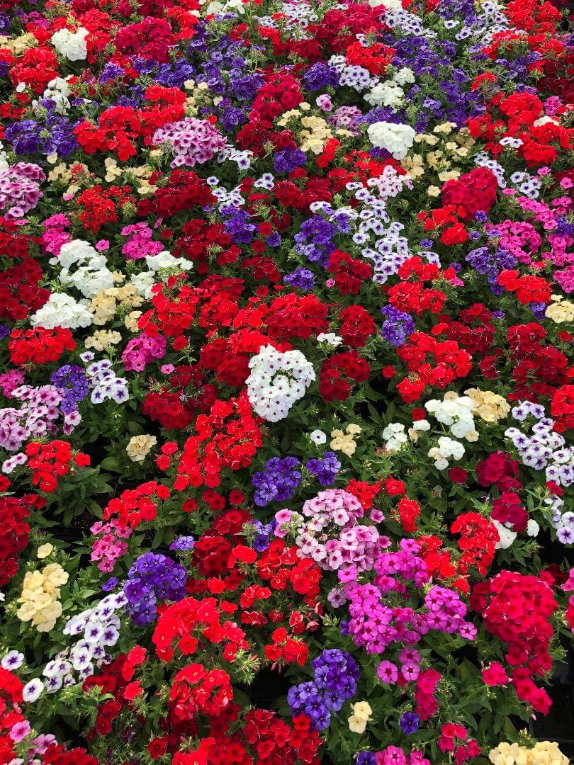 LiveNature Phlox Alaska Mixed Flower Seeds | Winter Outdoor Mixed Flower Seeds | Best For Home Garden & Terrace – 100 Seeds     			LiveNature Phlox Alaska Mixed Flower Seeds | Winter Outdoor Mixed Flower Seeds | Best For Home Garden & Terrace – 100 Seeds