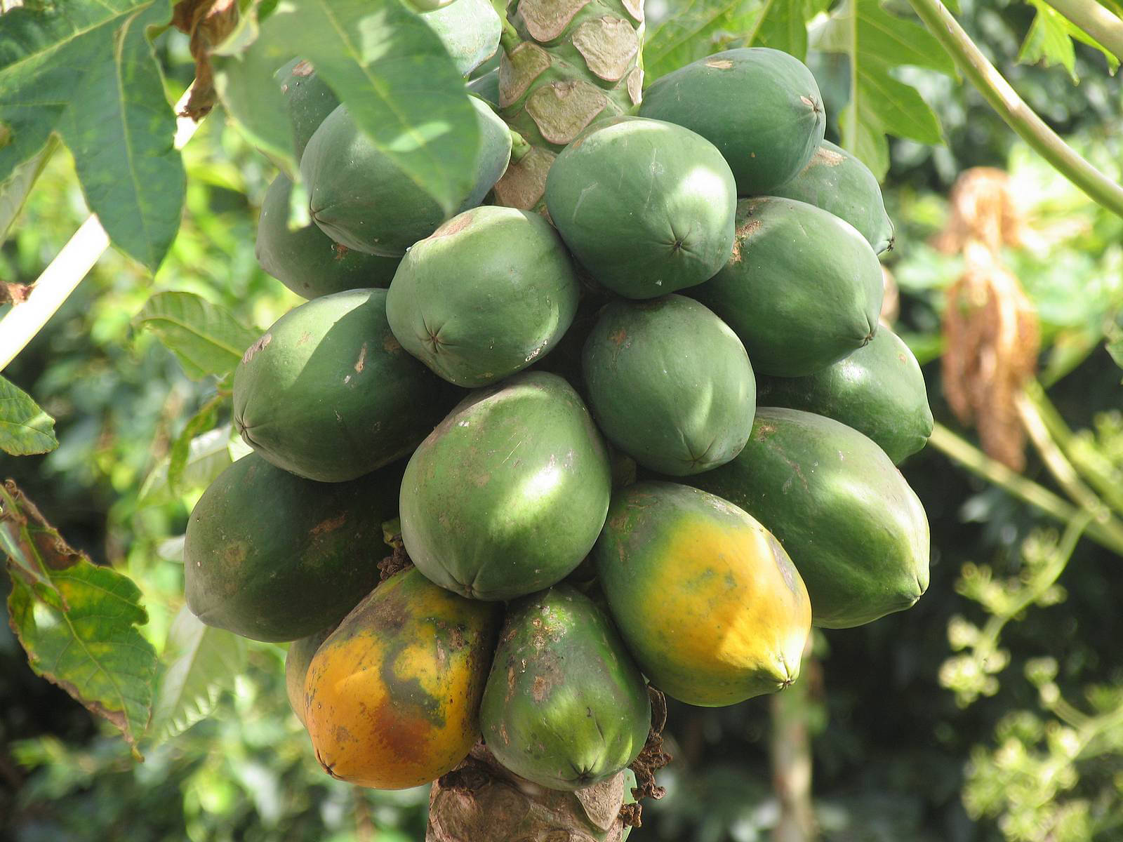 LiveNature Papaya/Papita Fruits Seeds | Indoor/Outdoor Fruits Seeds | Best For Home Garden & Terrace – 100 Seeds LiveNature Papaya/Papita Fruits Seeds | Indoor/Outdoor Fruits Seeds | Best For Home Garden & Terrace – 100 Seeds