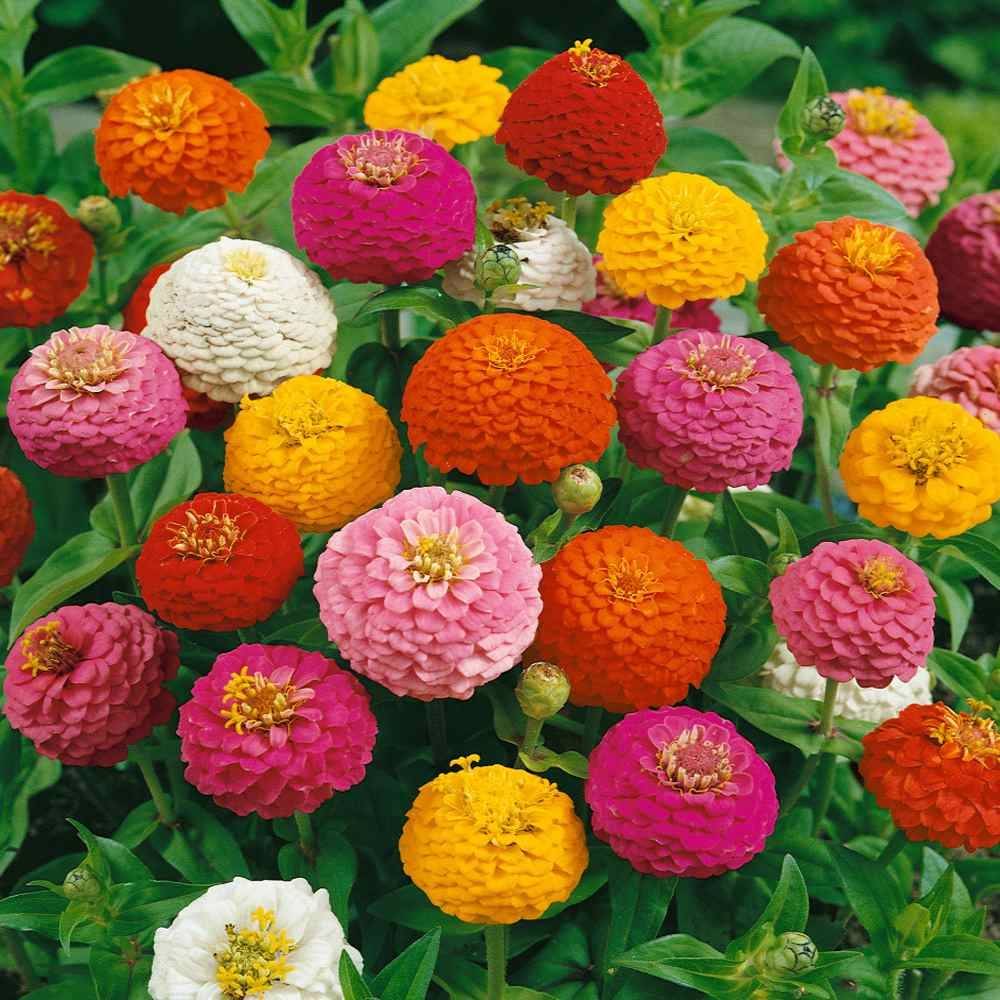     			LiveNature Zinnia Double Mixed Flower Seeds | Summer Indoor/Outdoor Mixed Flower Seeds | Best For Home Garden & Terrace – 100 Seeds