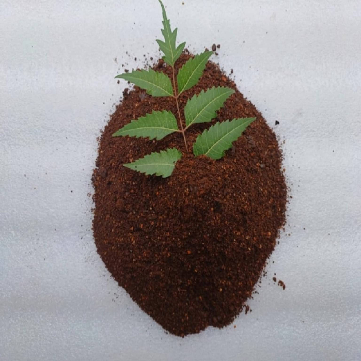     			Neem Cake Powder and Fertilizer for Plants 5 KG