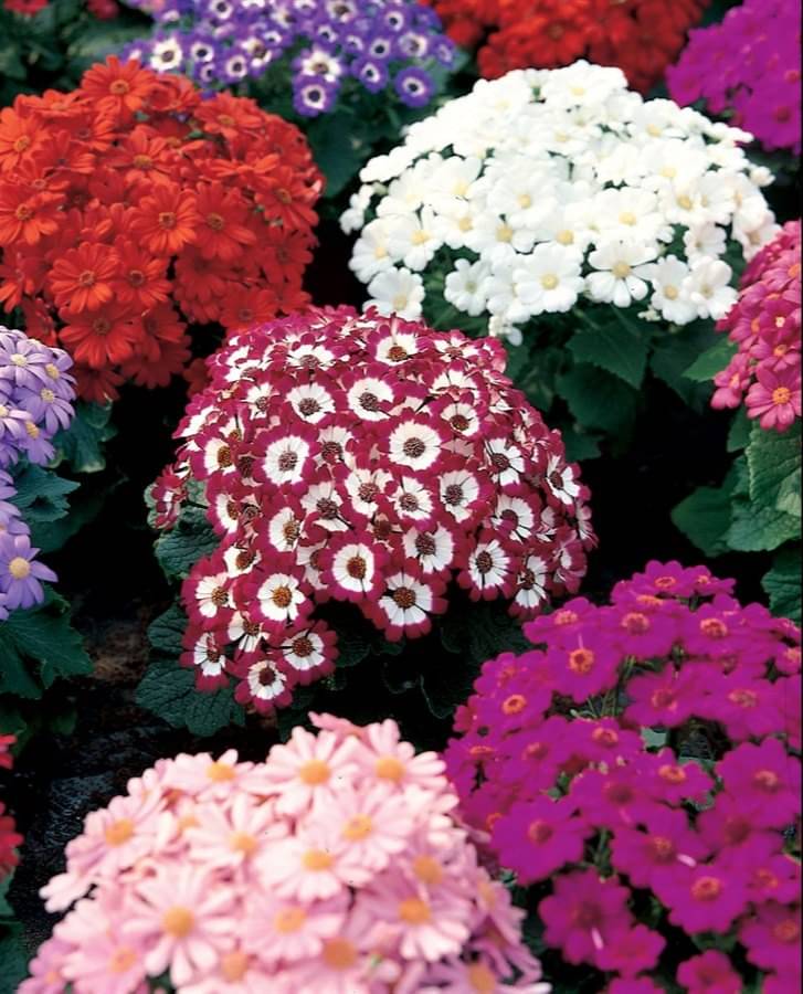 LiveNature Cineraria Mixed Flower Seeds | Winter Mixed Flower Seeds For Home Garden & Terrace – 100 Seeds     			LiveNature Cineraria Mixed Flower Seeds | Winter Mixed Flower Seeds For Home Garden & Terrace – 100 Seeds