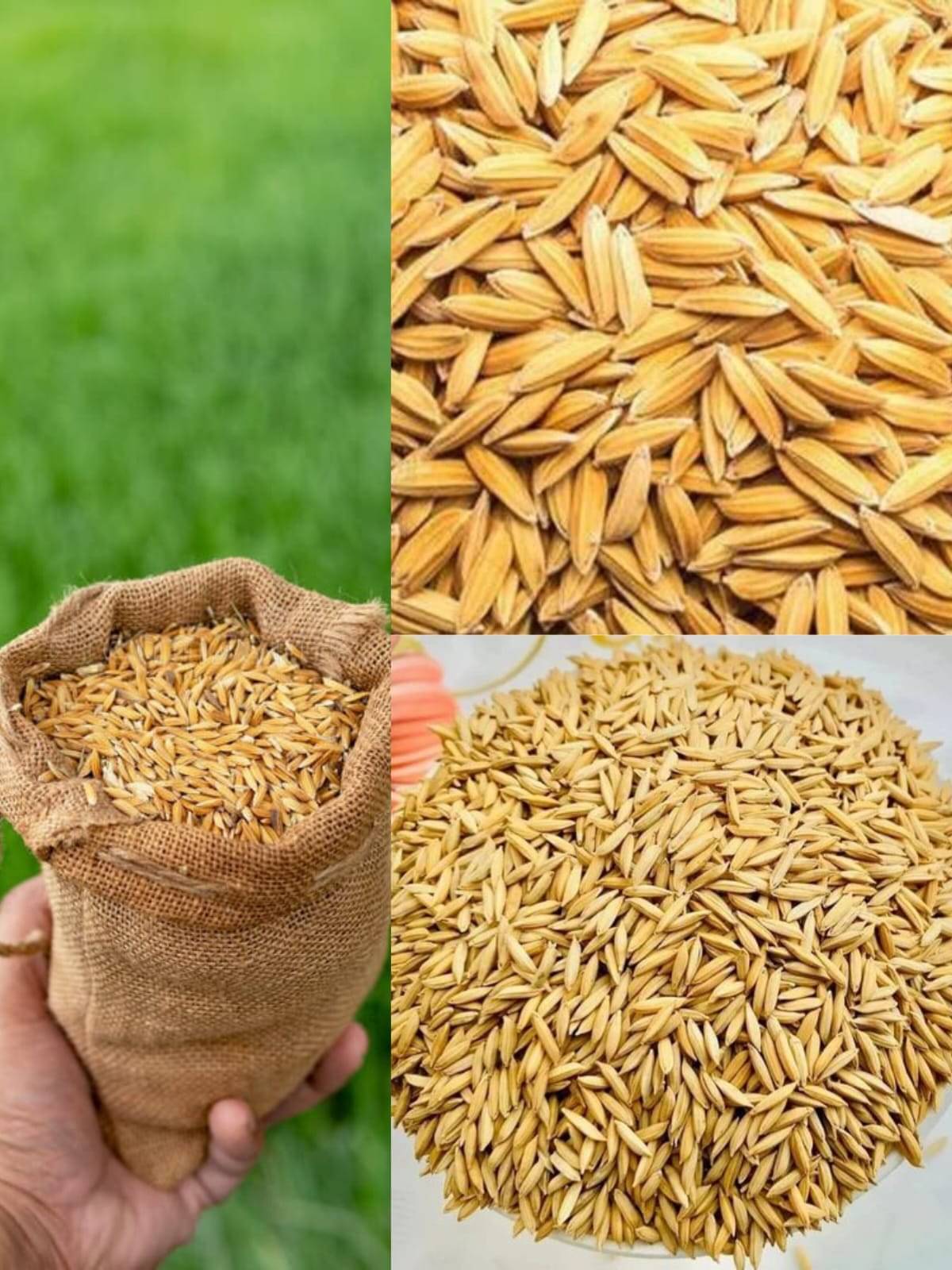 Dhaan Paddy Seeds - Vadlu - Dhanyam-For Pooja & Germination. Puja Dhaan, Puja Hawan Dhaan, Pooja Paddy (Paddy, 500g) Dhaan Paddy Seeds - Vadlu - Dhanyam-For Pooja & Germination. Puja Dhaan, Puja Hawan Dhaan, Pooja Paddy (Paddy, 500g)