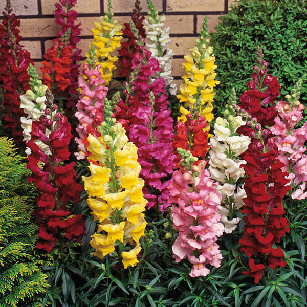 LiveNature Antirrhinum Snapdragons Mixed Color Flower Seeds | Indoor/Outdoor Winter Mixed Flower Seeds For Home Garden & Terrace – 100 Seeds     			LiveNature Antirrhinum Snapdragons Mixed Color Flower Seeds | Indoor/Outdoor Winter Mixed Flower Seeds For Home Garden & Terrace – 100 Seeds