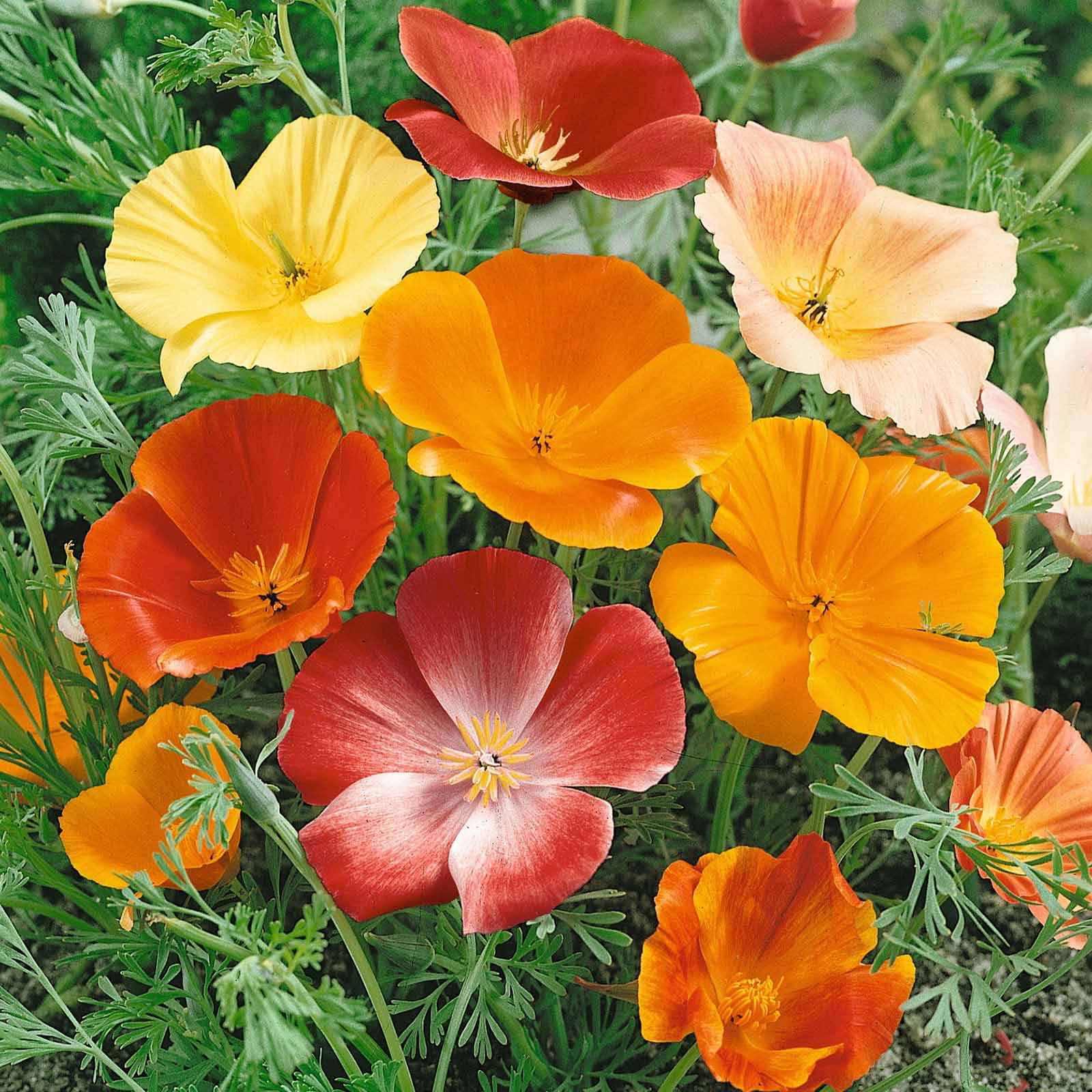 LiveNature California Poppy Mixed Flower Seeds | Winter Indoor/Outdoor Mixed Flower Seeds | Best For Home Garden & Terrace – 100 Seeds     			LiveNature California Poppy Mixed Flower Seeds | Winter Indoor/Outdoor Mixed Flower Seeds | Best For Home Garden & Terrace – 100 Seeds
