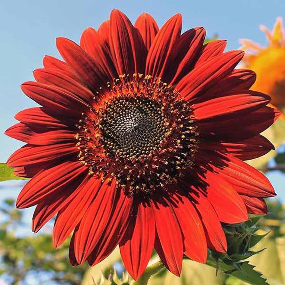     			LiveNature Red Sunflower Seeds | Summer Indoor/Outdoor Red Surajmukhi Flower Seeds | Best For Home Garden & Terrace – 100 Seeds