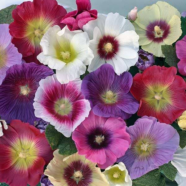 LiveNature Hollyhock Mixed Flower Seeds | Tall Winter Flower Seeds for Home Garden & Terrace – 100 Seeds LiveNature Hollyhock Mixed Flower Seeds | Tall Winter Flower Seeds for Home Garden & Terrace – 100 Seeds
