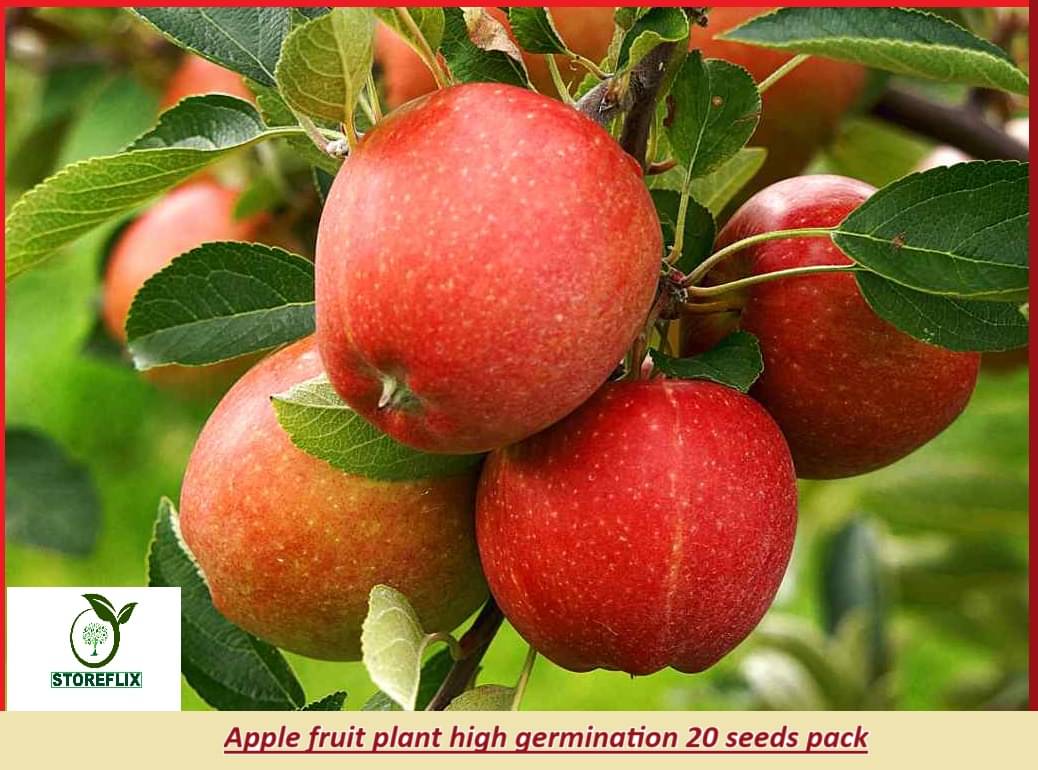     			Dwarf apple fuit plant 20 seeds pack with free soil