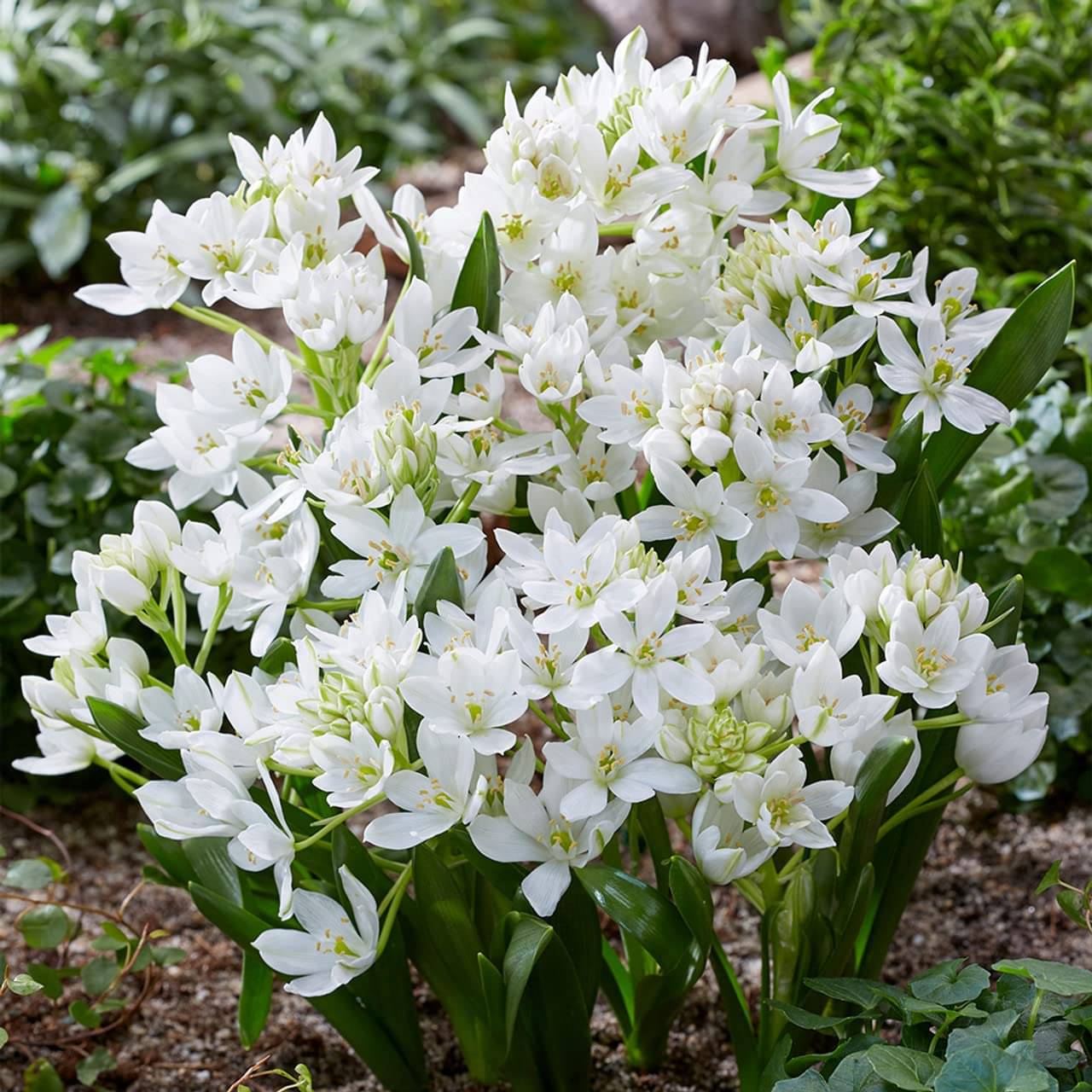LiveNature Chinerinchee/Ornithogalum Flower Bulbs | Winter Indoor/Outdoor Flower Bulbs Planting | Best For Home Garden & Terrace – 2 Bulbs     			LiveNature Chinerinchee/Ornithogalum Flower Bulbs | Winter Indoor/Outdoor Flower Bulbs Planting | Best For Home Garden & Terrace – 2 Bulbs