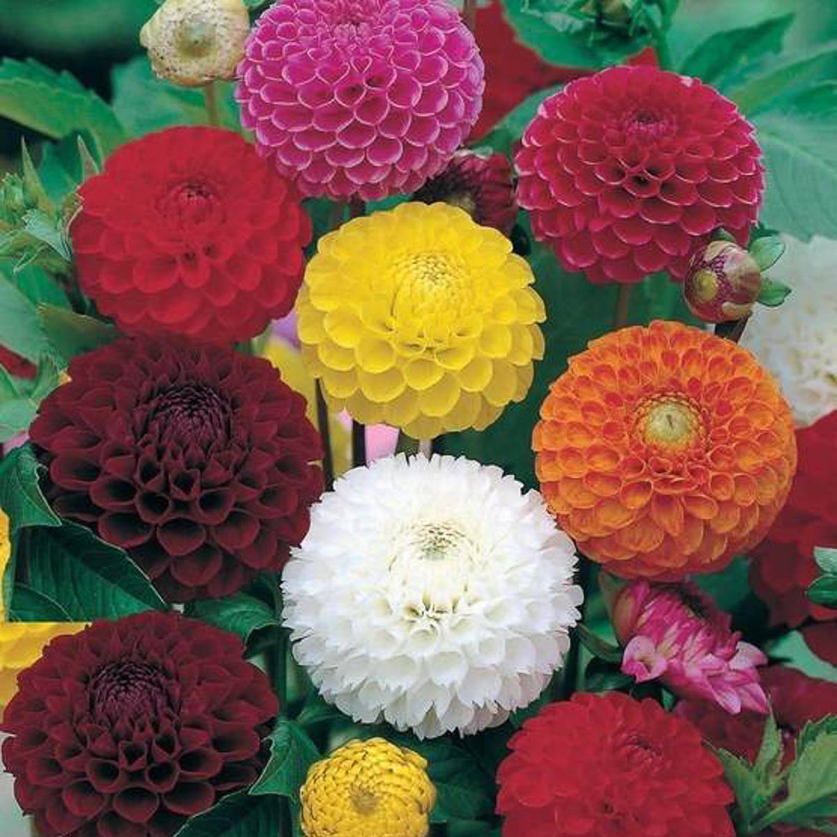 LiveNature Dahlia Multicolour Flower Seeds | Winter Indoor/Outdoor Mixed Flower Seeds Planting | Best For Home Garden & Terrace – 100 Seeds LiveNature Dahlia Multicolour Flower Seeds | Winter Indoor/Outdoor Mixed Flower Seeds Planting | Best For Home Garden & Terrace – 100 Seeds