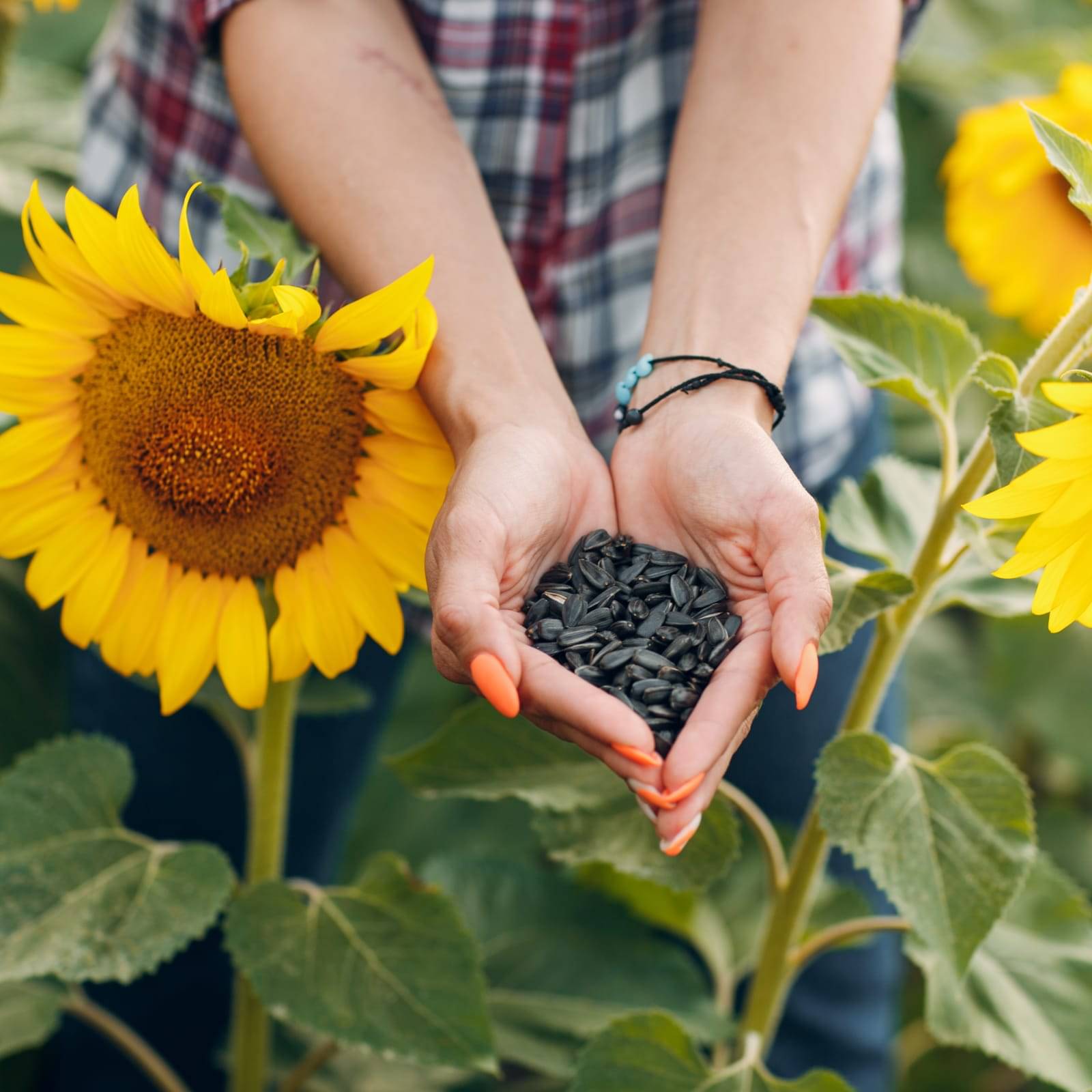     			Sunflower Flower Seeds 30p Imported Vearty for Your Home and Gardening Pack of 30 to 40 seeds (DARK YELLOW)