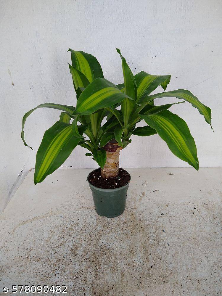 Brazilian Wood Feng Shui Live Indoor Plant with Pot(Multicolor)| Lucky Bonsai for Home & Office Decor Brazilian Wood Feng Shui Live Indoor Plant with Pot(Multicolor)| Lucky Bonsai for Home & Office Decor