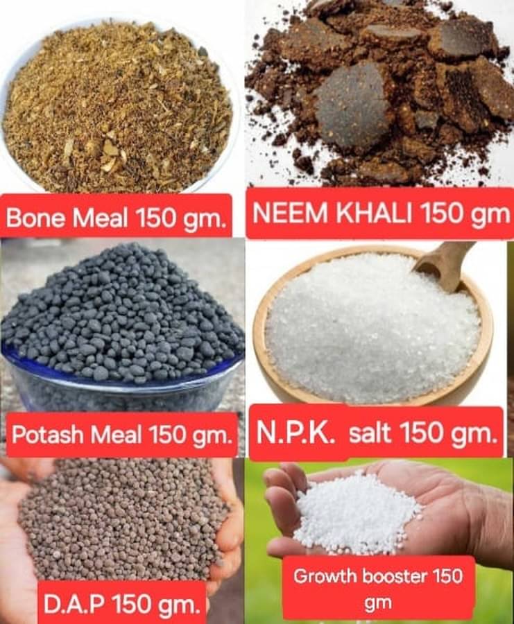 Combo of 6 Bone meal ,Neem cake, Potash meal, Growth booster, D.a.p ,NPKsalt Each 150 gram Total 900 gram Combo of 6 Bone meal ,Neem cake, Potash meal, Growth booster, D.a.p ,NPKsalt Each 150 gram Total 900 gram