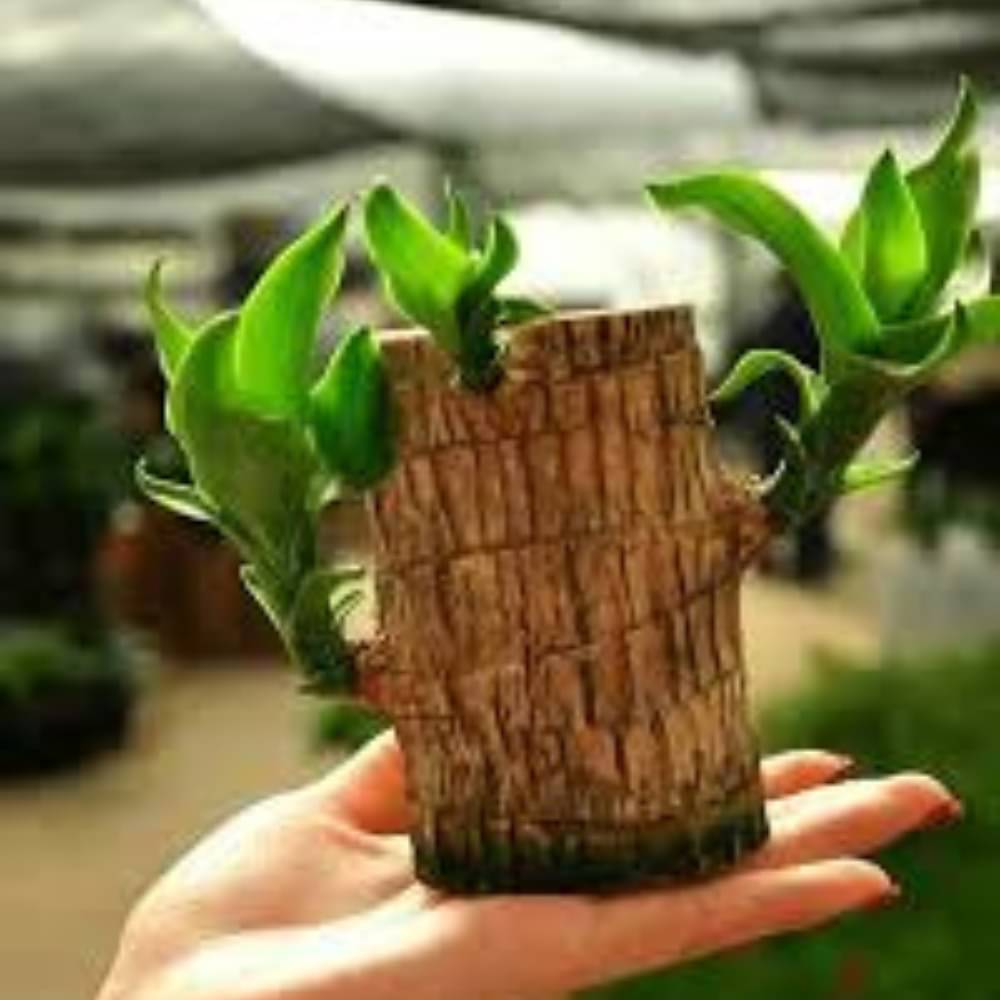 Dishita Go Green - Lucky Brazilian Wood Bamboo –Pack of 1 Indoor Feng Shui Plant for Living Room | Air Purifying, Low Maintenance, Good Luck Home Decor Dishita Go Green - Lucky Brazilian Wood Bamboo –Pack of 1 Indoor Feng Shui Plant for Living Room | Air Purifying, Low Maintenance, Good Luck Home Decor