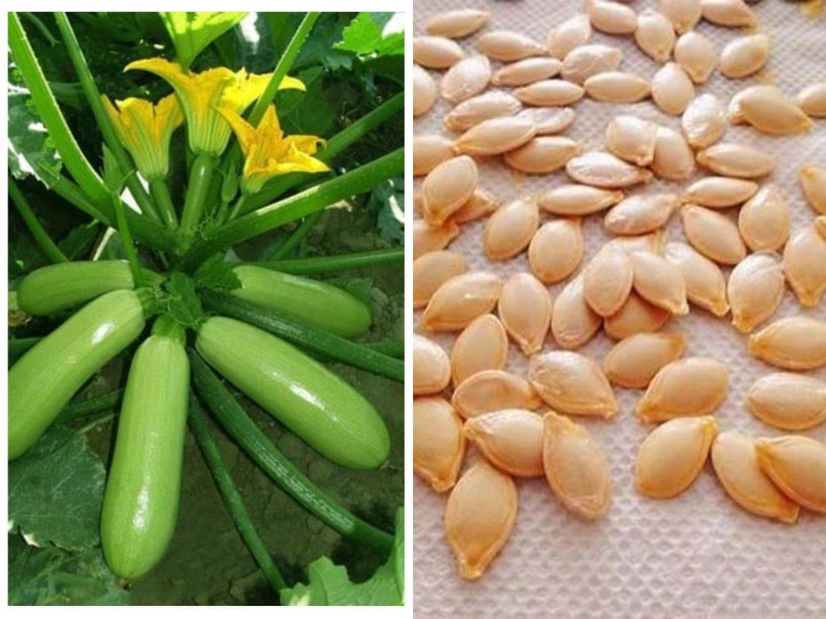     			Zucchini High Yielding Hybrid Light Green Long Squash Seeds - Pack of 10 Seeds