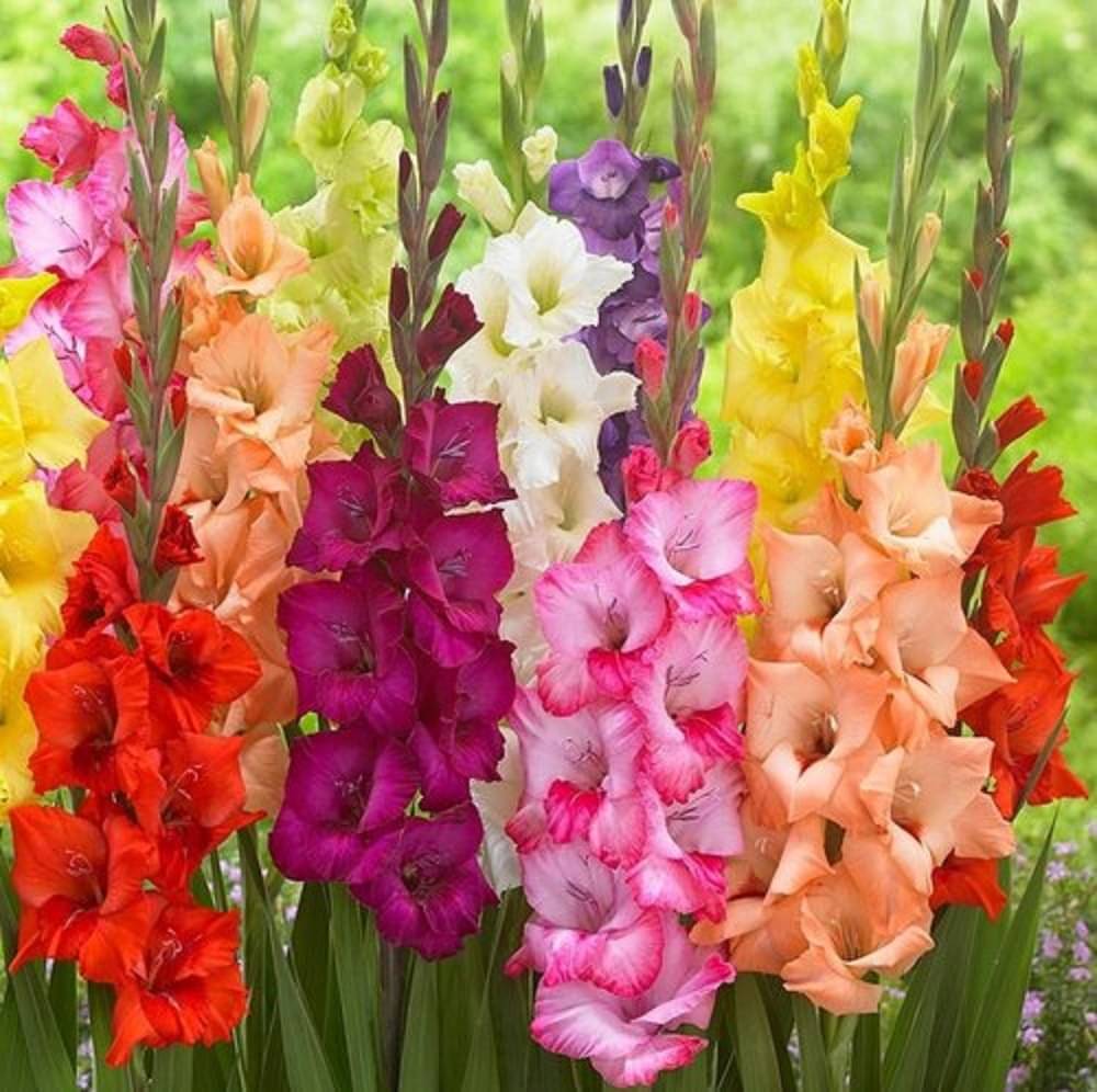     			Gladiolus Bulbs ( 3 Bulbs ) Seed (3 per packet)