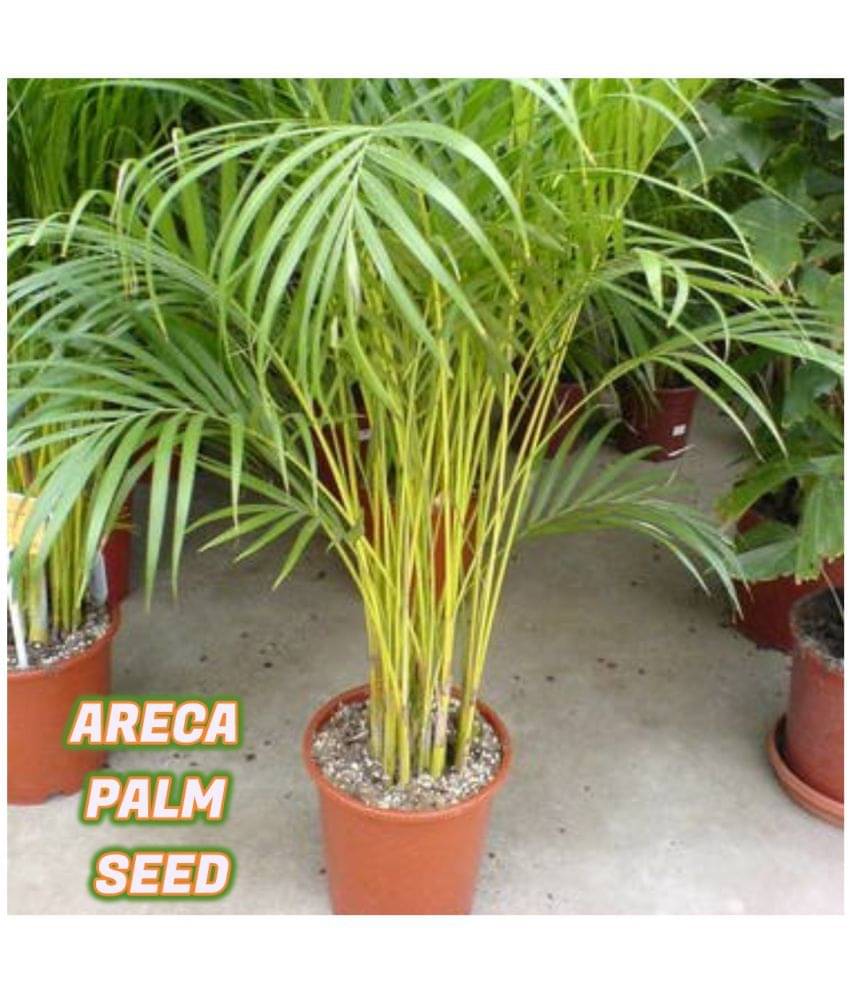 Areca Palm Seeds ( 5 seeds ) - Indoor & Outdoor Plant- Best Household Plant,Garden & Ornamental Plant Seeds Areca Palm Seeds ( 5 seeds ) - Indoor & Outdoor Plant- Best Household Plant,Garden & Ornamental Plant Seeds