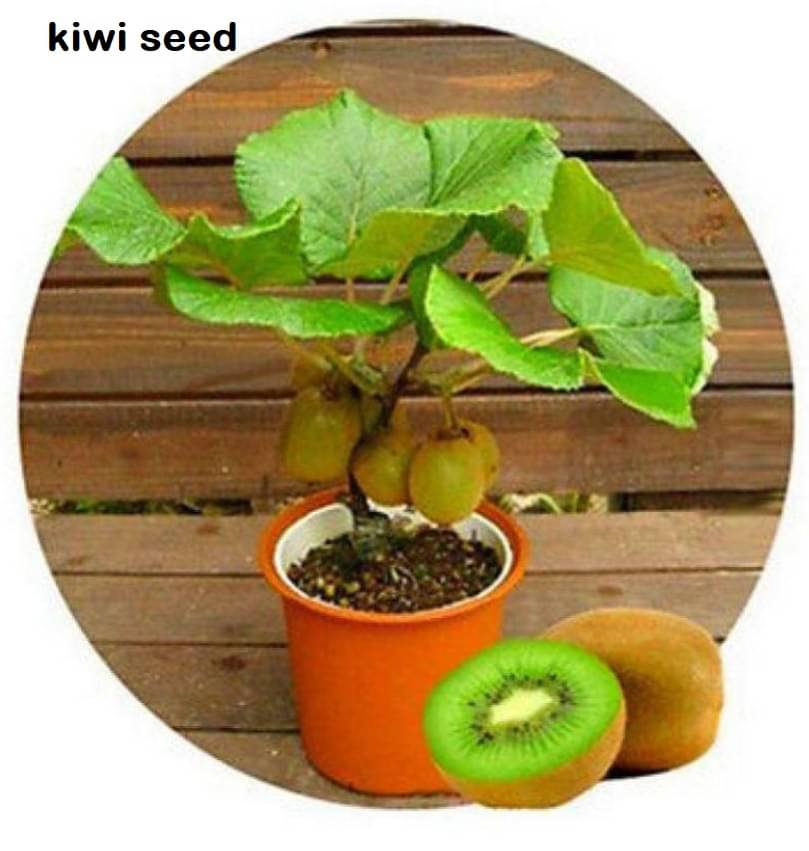     			Kiwi Fruit Seeds Mini Kiwi Fruit Seed Flower Dwarf Plants For Home Garden 20 seeds