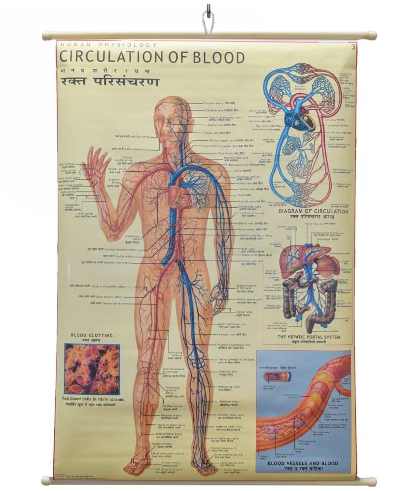     			Circulation Of Blood Chart Laminated Wall Chart (Size 100X75 CM) Perfect for Classroom, Student, School, Medical Student