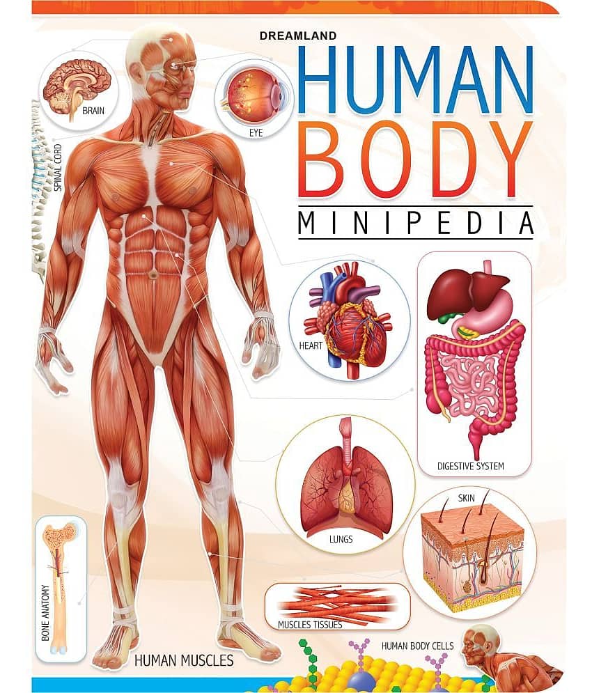 Human Body Minipedia - Reference Book - Stationery | Buy online on ZillyBuy