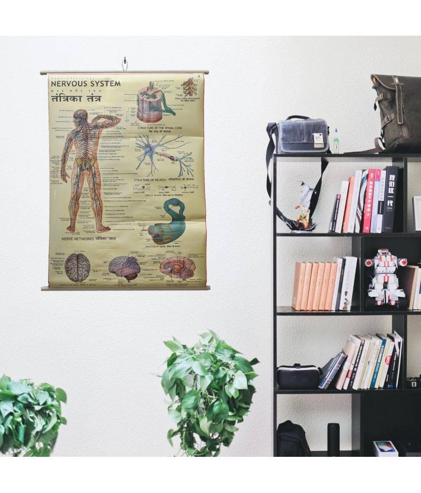     			Nervous System Chart Laminated Wall Chart (Size 100X75 CM) Perfect for Classroom, Student, School, Medical Student