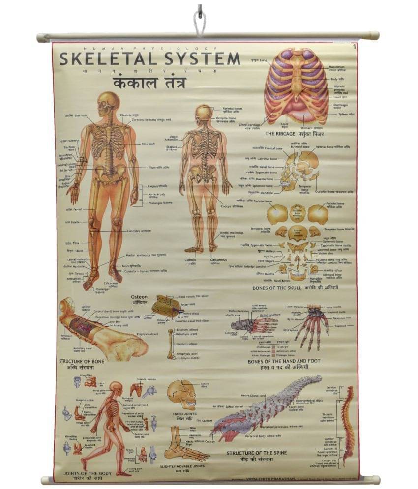     			Skeletal System Chart Laminated Wall Chart (Size 100X75 CM) Perfect for Classroom, Student, School, Medical Student