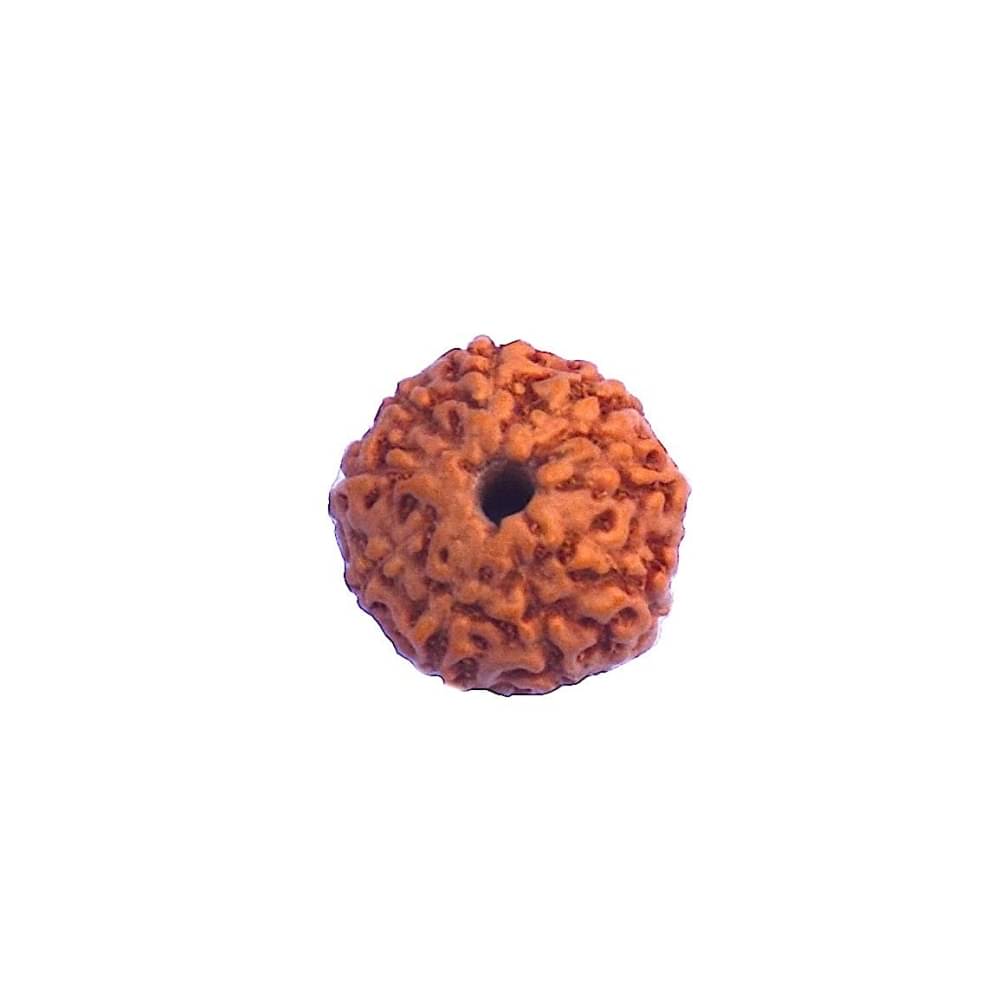 9 Face Indonesian Rudraksha 9 Mukhi Indonesian Rudraksha/Nine Faced Indonesian Rudraksha with Lab Certified 9 Face Indonesian Rudraksha 9 Mukhi Indonesian Rudraksha/Nine Faced Indonesian Rudraksha with Lab Certified